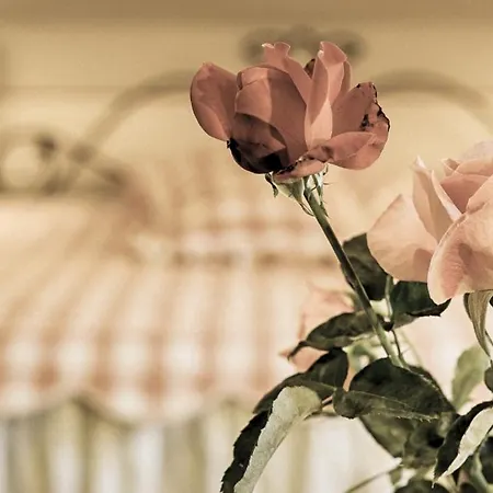 Rosa Penzion Dunajská Streda