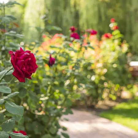 Konukevi Rosa Dunajská Streda