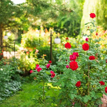 בית הארחה Rosa